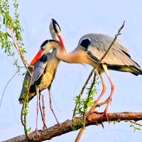 MR (@mirmrsabbir480) 's Twitter Profile