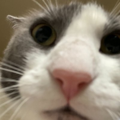 BaigengXIV's profile picture. 