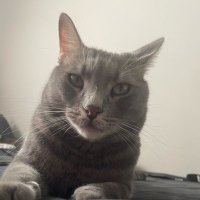 Bensu (@bensudtc) 's Twitter Profile