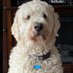 Lynne ❤️🇨🇦❤️ (@ljohnstone1) Twitter profile photo Lynne ❤️🇨🇦❤️ (@ljohnstone1) Twitter profile photo
