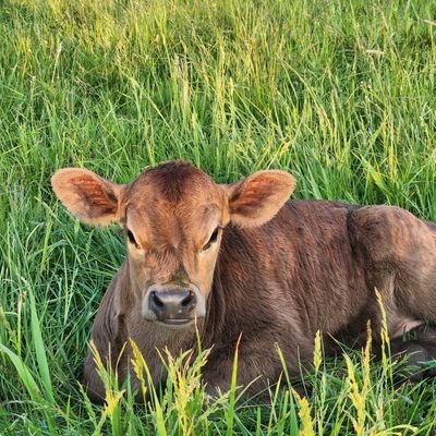 Farming this beautiful patch of family land to the glory of God.  Healthy, happy animals; healthy, nourishing soil.