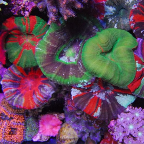 davidcbui's profile picture. 