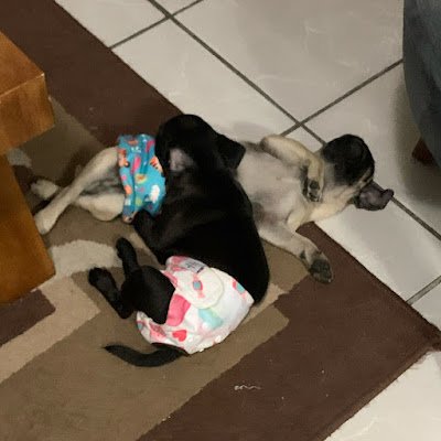 peluche_santy's profile picture. 