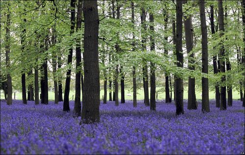 HDaWalsh's profile picture. Medievalist Fourteenth and fifteenth-century English and French literature and history. Chaucer, Gower, Hoccleve and Lydgate.