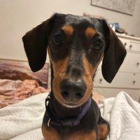 Meriki Onus (@merikio36709) 's Twitter Profile Photo Meriki Onus (@merikio36709) 's Twitter Profile Photo