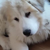 Une sorcière dans sa forêt enchantée (@bonheurentout) 's Twitter Profile