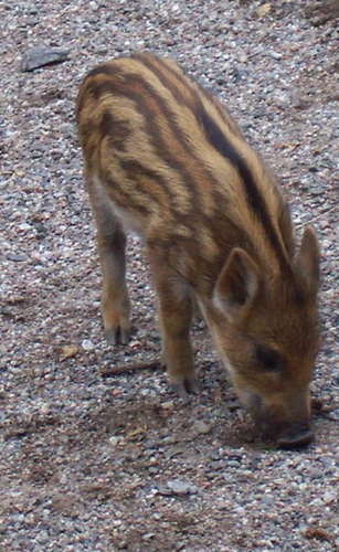 JonnyBearclaw's profile picture. I ain't never scared