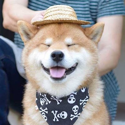 ibnurezaloki's profile picture. 