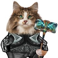 Ragnar Viking KotBrok (@rkotbrok) 's Twitter Profile