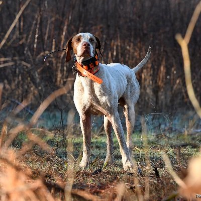 The Magazine for Field Trialers, Upland Hunters, Bird & Gun Dog Owners, Trainers, Handlers, Breeders, Outdoorsmen and Women & Equestrians.