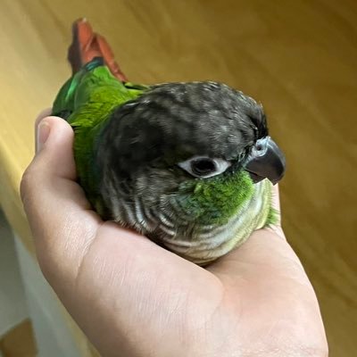 zundauroko's profile picture. 【活動拠点:埼玉県南部】 竿、仕掛け(浮、針、シモリ)自作 製作工程や釣果を適当に。ガサガサ、水草好き。ウロコインコ飼育中。