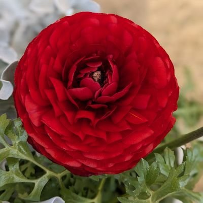 mutant89538199's profile picture. 