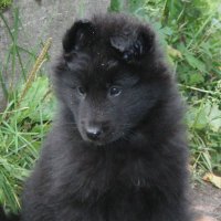 PuppyPrinceHalifax (@puppyprincehali) 's Twitter Profile