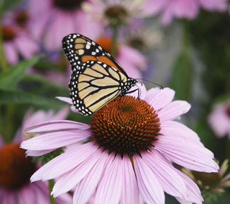 PensacolaHG's profile picture. Pensacola Home & Garden is a monthly glossy magazine published by PNJ Media Solutions and the Pensacola News Journal.
Visit us at http://t.co/s6XYfA2Ig7