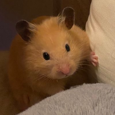 yana_cgyo's profile picture. 🇯🇵20  CGｱﾆﾒﾀ ハムスターBIGLOVE