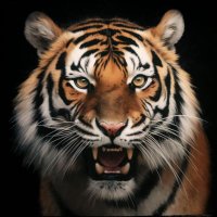 Siddipet Tiger(@siddipet_tiger) 's Twitter Profile Photo