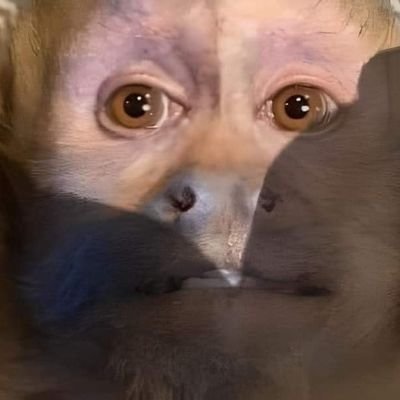 SaviorWarrior19's profile picture. 