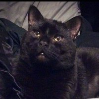 ✨️🌘Black 🐈‍⬛ Magic🌒✨️(@ChonkyPepper) 's Twitter Profile Photo