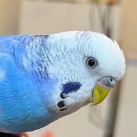 クピリンコ (@kupirinko) 's Twitter Profile Photo クピリンコ (@kupirinko) 's Twitter Profile Photo