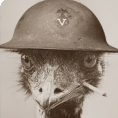 VultureCapital1 Profile Picture