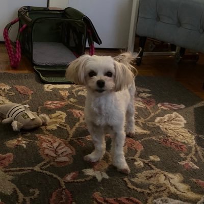 “Fidelity, Bravery, Integrity” forever. ⚖️ 🇺🇸🗽 Francophile. 🇫🇷 Dog mom. 🐶❤️