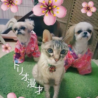 ほぼワンニャン🐾実家母と離れの娘の二人三脚🌿私はこの子達のお姉ちゃん🌿元保護猫MIX♂イケメン🌈🌟シーズー♀おとめ2017.3.27🎂シーズー♀おこげ2017.7.12🎂義理の姉妹🌟吉川尚輝選手🌟ゆるキャン🌟フィギュアスケート🌟ピアノ🌟🔰無言ﾌｫﾛｰ失礼致します🙇エロ❌副業❌変なDM❌