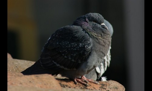 acsenibla's profile picture. Greatness, at any cost #mtg