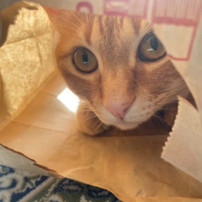 猫4匹のママ。テニス観戦が好きで、観戦歴10年。うちの子達は上から、ショコラ、ゴディバ、ロッカ、フェデラー🐈 テニスは推しはシナー・圭君・メド・シャポetc うつだし、車椅子です。半ば引きこもり(笑) 母は認知症4年目 宣伝エロ🆖
