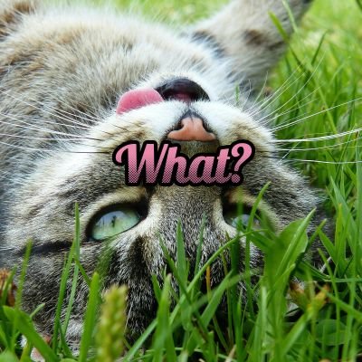 soygatyperry's profile picture. Psssss-psssss o barbarie 🔪