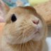 🍑 (@1tamanimomo) Twitter profile photo 🍑 (@1tamanimomo) Twitter profile photo