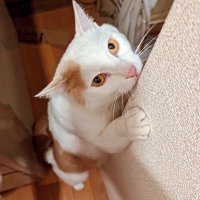 sativus(さてぃうす) (@grho1004) 's Twitter Profile