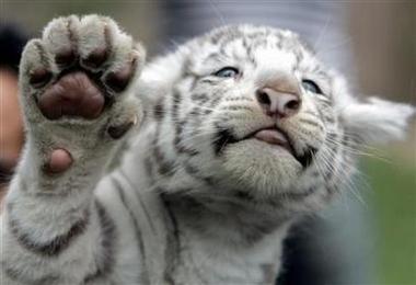orphaned white tiger... looking for a new home
(rp)