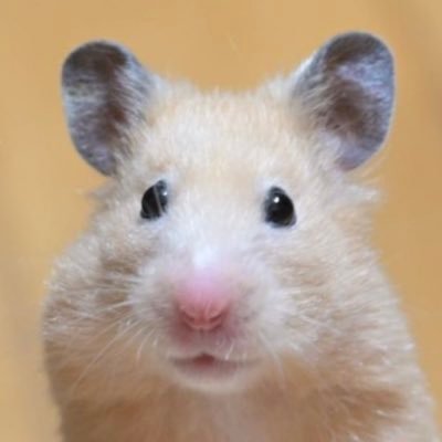 弁当は基本毎日作っておりますが 載せ忘れる事多々有り。ハムスター その他動物 面白い物 可愛い物 揚げ物(休業中)などに興味があります