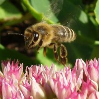 Lord Beesus (@lord_beesus) 's Twitter Profile Photo