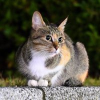 🧊kanzaki🧊 (@knzk_is_dead) 's Twitter Profile