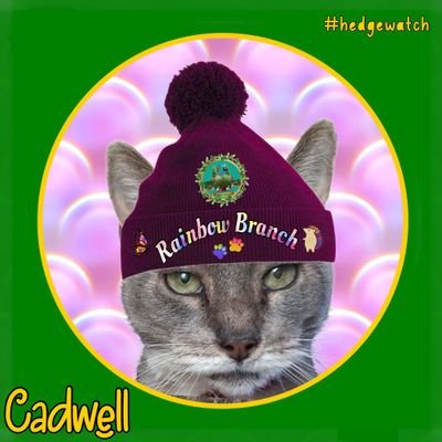I am Cadwell. I was diabetic & deaf & went OTRB 160224 🌈 My stupid little brother Oulton has been joined by Thruxton. Staff inc @lgriffiths130 #Hedgewatch