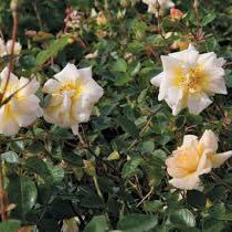 dekarmah1's profile picture. 