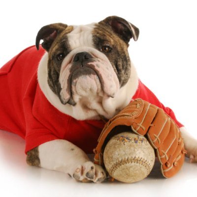 DogOfTheDay_MLB Profile Picture