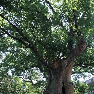 O_Aspirations's profile picture. university librarian | Londoner