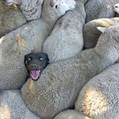 Henrireign's profile picture. I live for mi