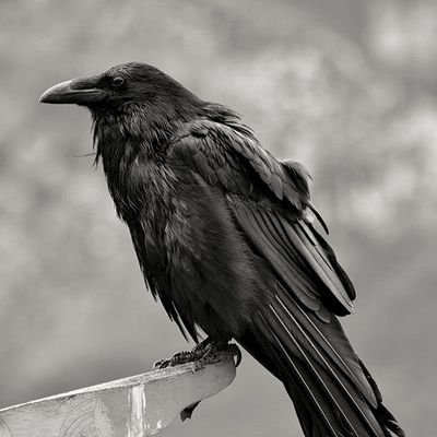 Roycomon's profile picture. 