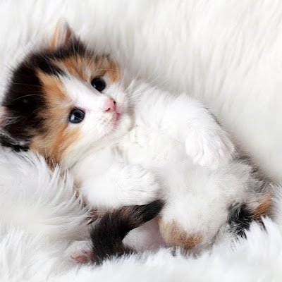 ChenYangMQ's profile picture. ReadAWrite ChenYangMingQing