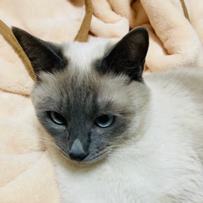 ふくちゃんさんのプロフィール画像