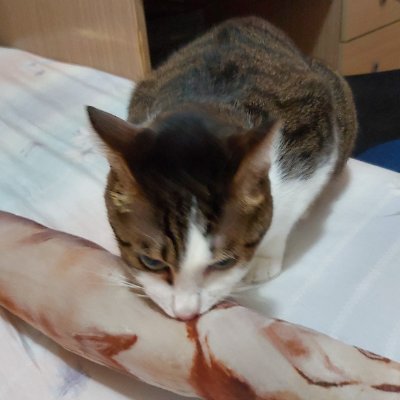 FeralPara's profile picture. 