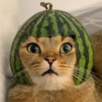 ๐๐๐ฏ๐ฏ .๏ฝก*.๏พ (@fizz_g69) 's Twitter Profile