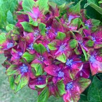 あぽん (@myapooon) 's Twitter Profile