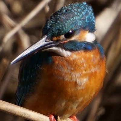 keihan_r's profile picture. keihan_rは『自己犠牲の精神を持ち多くの人に喜びを与える存在ですが、物事が上手く行かないと、すぐ路上で全裸になるのが難点です。』です。
