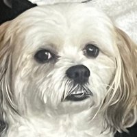 PatriotsNation (@elpapi_ab) 's Twitter Profile