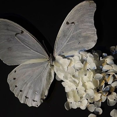 Milenmj1's profile picture. 