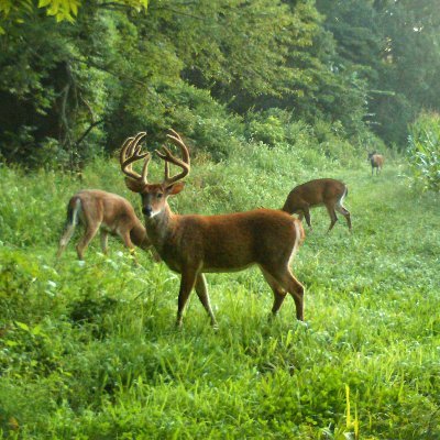 printmachineVII's profile picture. 